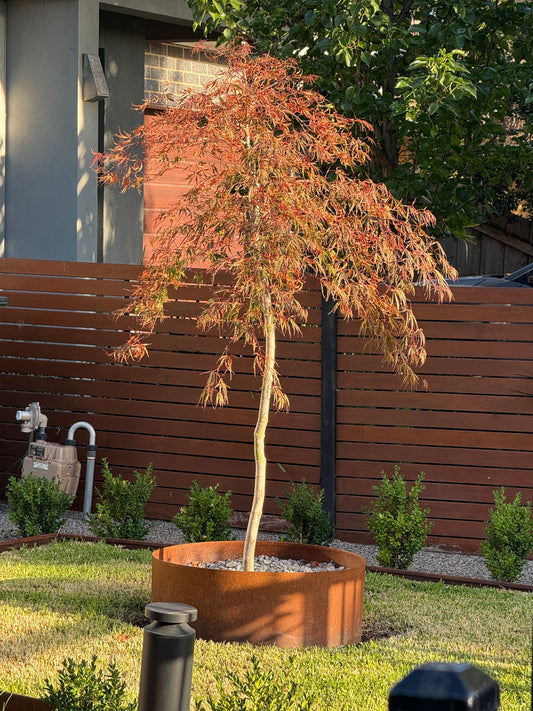 Corten Steel Rings