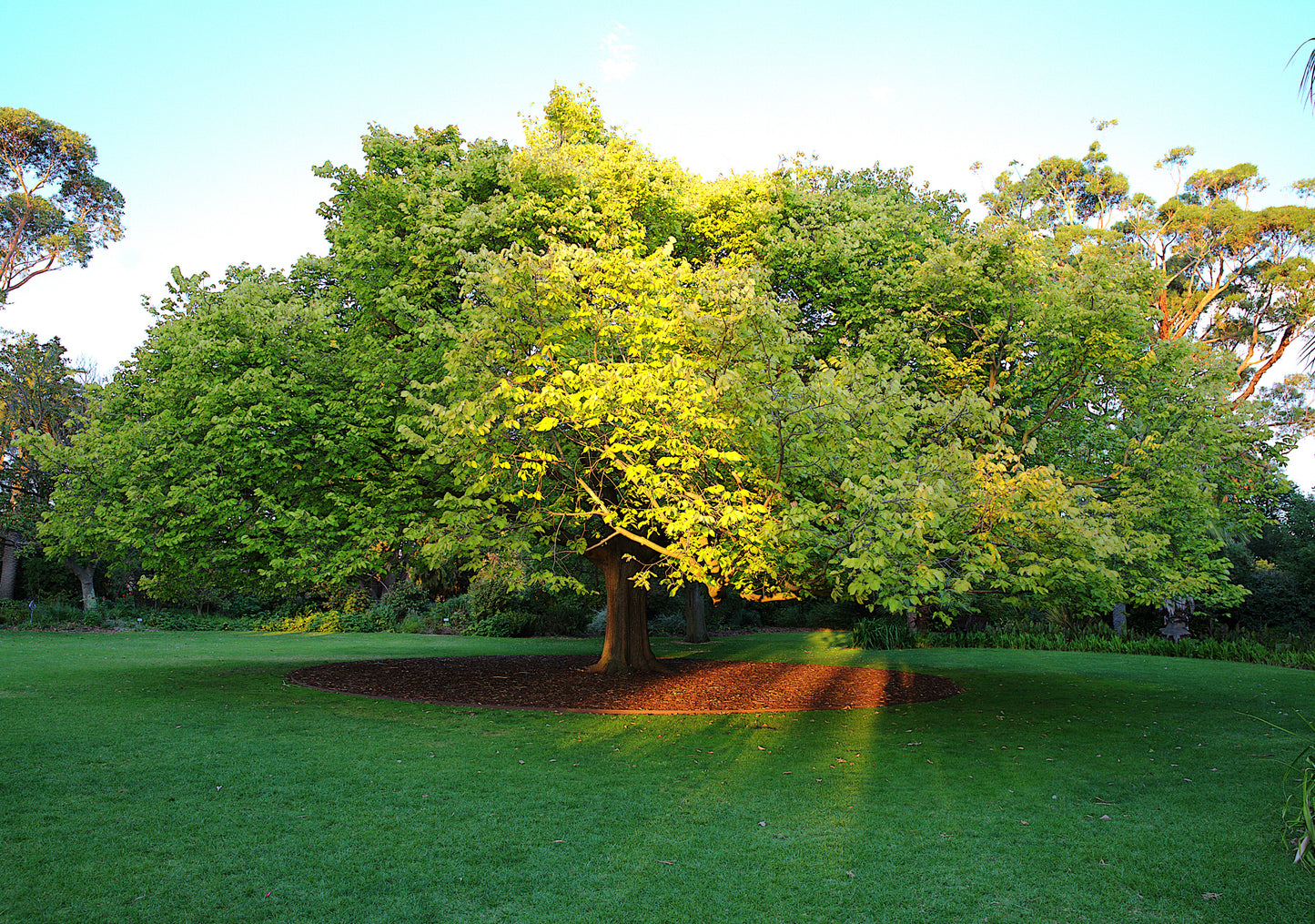Corten Steel Garden Edging