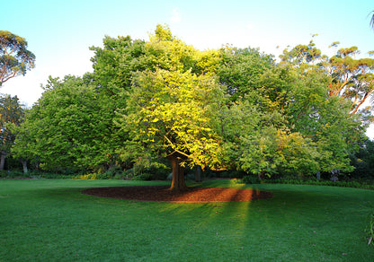 Corten Steel Garden Edging